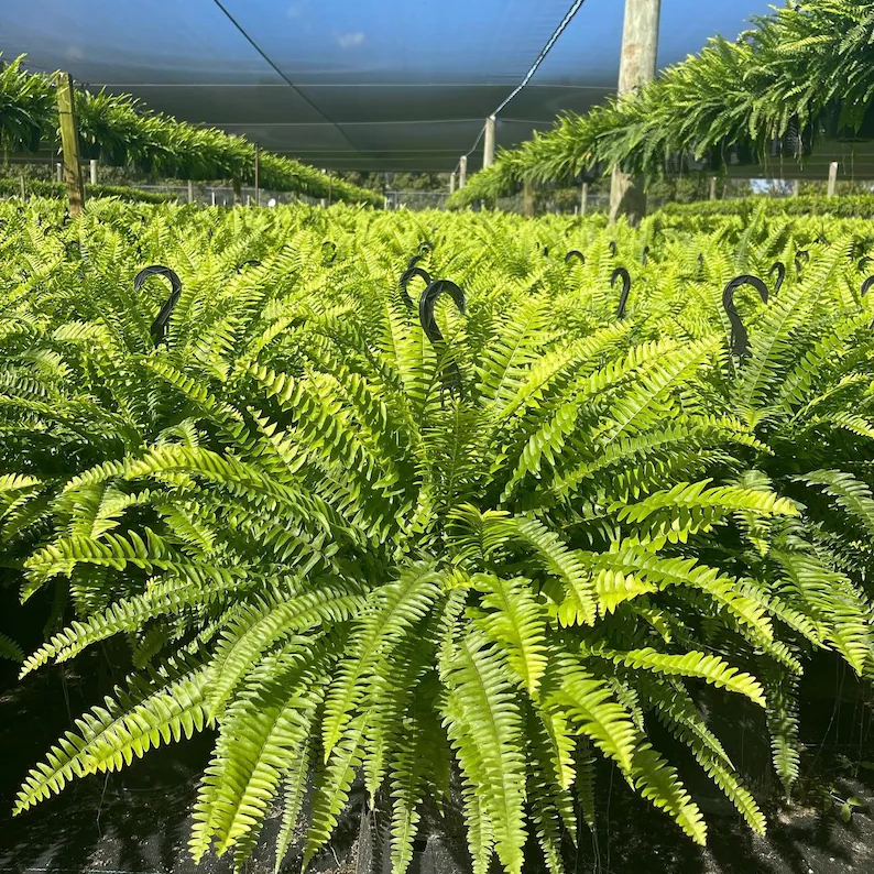🔥 On Sale Only Today 🌱 UV Resistant Ferns Artificial Plants Large for Planters, Office & Home Decor, Outdoor & Indoor